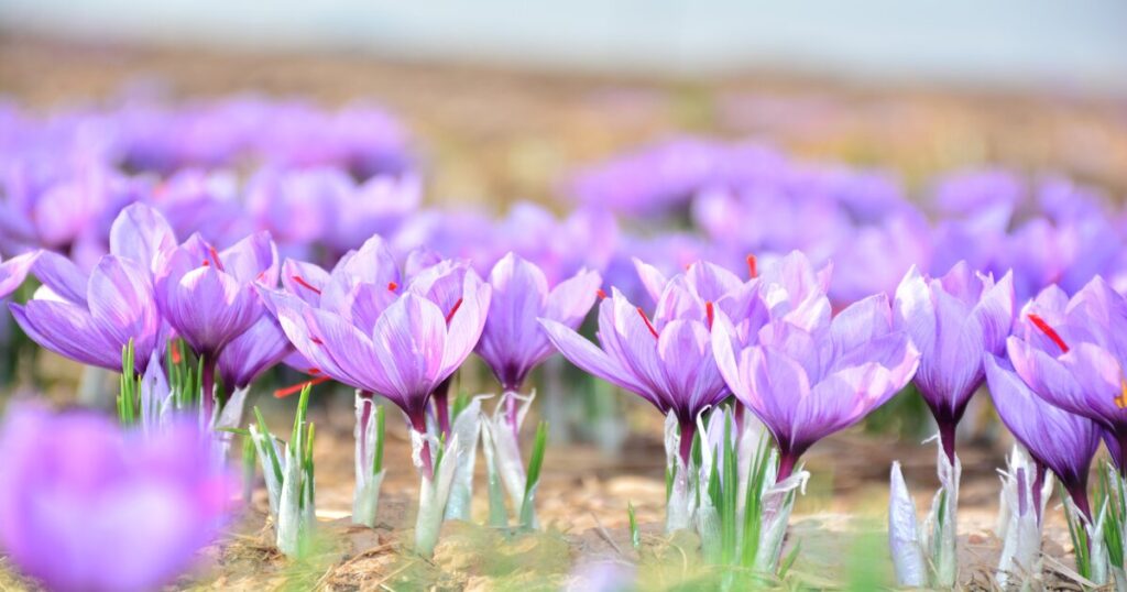 What are the benefits and properties of Saffron?