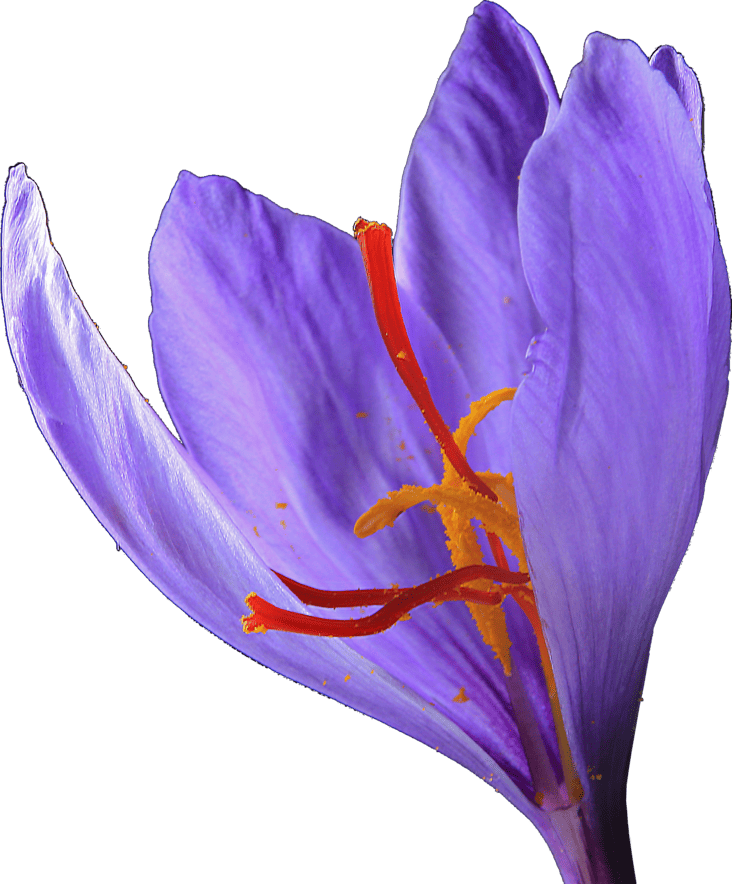 SAFFRON FLOWER(1)